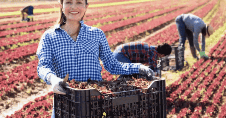 OUVRIER AGRICOLE Taounate