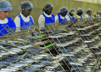 Opératrices usine conserve poisson Tétouan