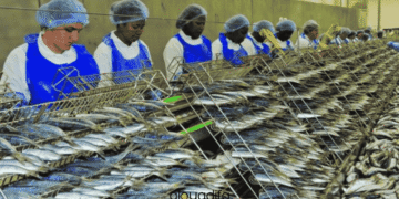 Opératrices usine conserve poisson Tétouan