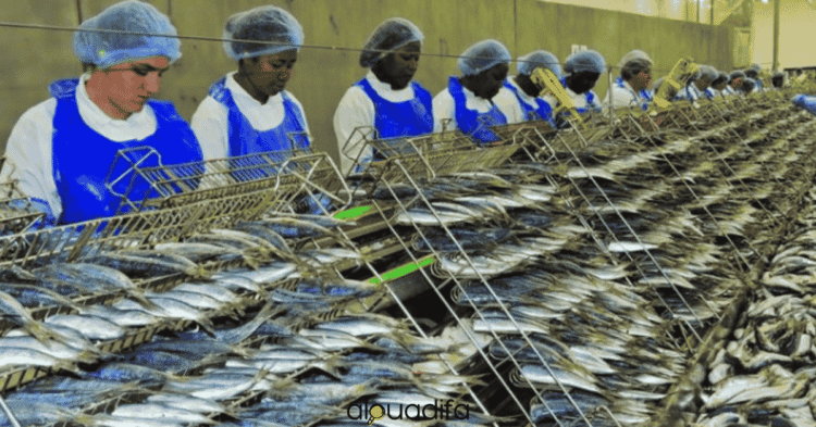 Opératrices usine conserve poisson Tétouan
