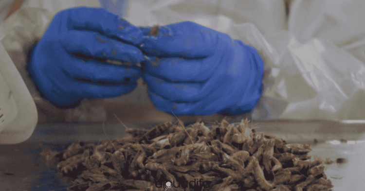 Décorticage de crevettes