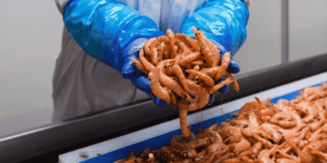 Opératrices de Décortication