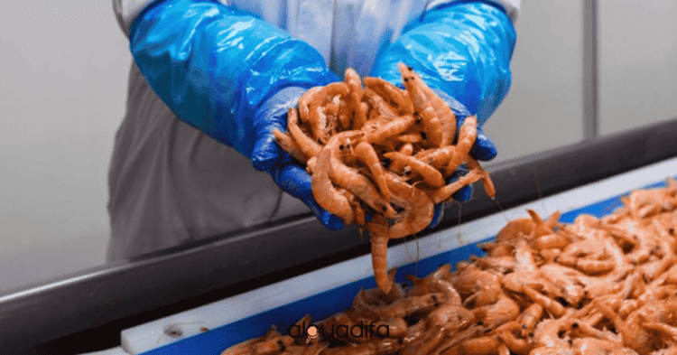 Opératrices de Décortication